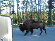 Bison, Yellowstone Hayden Valley