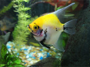 March 09 picture of Marble Sunset Blushing Angel