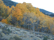 Autumn Aspens, Sierra Nevada Mountains