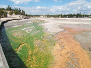 Bacterial Mat, Norris Yellowstone