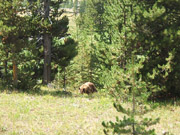 Black Bear in Yellowstone