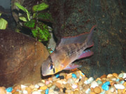 Bolivian Ram, Crown Cichlid