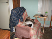 Tiger and Jackie, our Cat and Dog