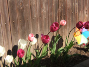 Jodies Tulips in April 2011
