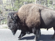 Male Bison on Road, Yellowstone