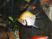 Marble Sunset Blushing Angel Fish