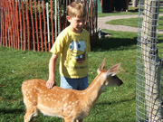 Timothy, Fawn, Idaho