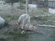 Wolf at West Yellowstone Grizzly Refuge