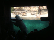 Polar Bear San Diego Zoo